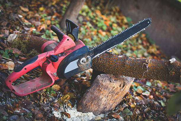 Watchung, NJ ISA Certified Arborist | Tree Service & Care | Call (833 ...